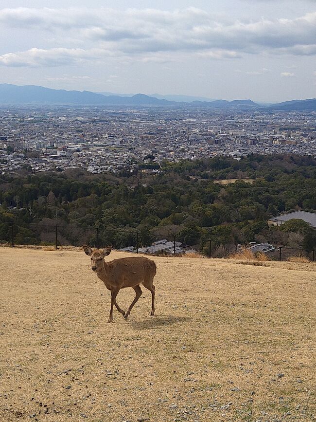 コロナ禍の中、京都に行こうと思いましたが<br />今回は奈良県の東大寺や奈良まち<br />若草山をぶらぶら散策してきました<br /><br />簡単に記録しておきます<br />久しぶりの奈良公園で楽しかったです