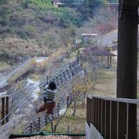 秋の徳島・香川旅行②　祖谷渓谷でジップラインにチャレンジして秘境の湯で温泉満喫