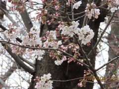 西鶴ケ岡公園の桜が開花しました