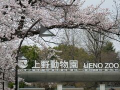 当選！･･･上野動物園の双子パンダはお昼寝中