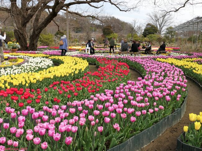 「あしかがフラワーパーク」のチューリップ_2022_開花が進んで、咲き揃ってきました（栃木県・足利市）