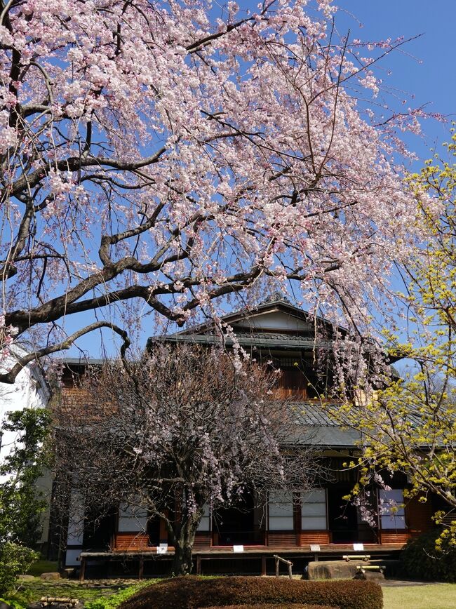 　春の一日、世田谷生涯大学OB会ハッピー35の仲間達と都立小金井公園内の”江戸東京たてもの園”を訪ねました。<br />たてもの園は平成５年、両国にある江戸東京博物館の分館として開園、現地保存がむつかしい文化的価値の高い歴史的建造物を移築、復元保存、展示し、後世に伝えることを目的としています。<br />私としては３度目の訪問になりますが、春に訪ねるのは初めてです。<br />　小金井公園は東京桜の名所、訪問計画時は花見を兼ねる予定でしたが、咲いていたのは三井八郎右衛門邸の一本だけ、二兎を追うのは難しいようです。<br />　ではたてもの園を巡ります。<br /><br />　　　　表紙は三井八郎右衛門邸に咲く桜