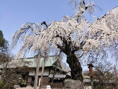 桜開花！友達と川越散策