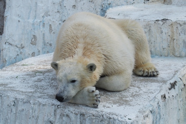 ■アサヒビール大山崎山荘美術館<br />https://www.asahibeer-oyamazaki.com/<br /><br />■天王寺動物園<br />https://www.tennojizoo.jp/<br /><br />■あべのハルカス美術館<br />https://www.aham.jp/