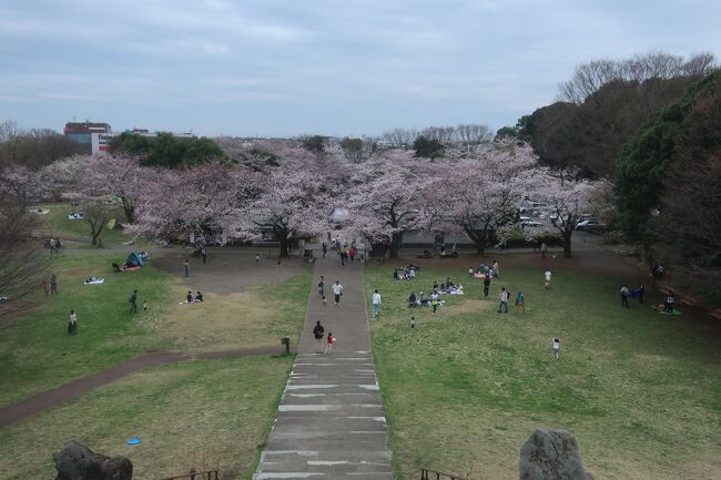 横浜線中山駅から徒歩１５分の神奈川県立四季の森公園。<br /><br />今年（２０２２年）の桜。<br />３月２７日日曜日　１４時に撮影<br /><br />まだ7分咲ですが、水曜日あたりは満開かな？<br />春一番が無ければ、来週の土日は、家族連れが結構集まるのでは？<br /><br />