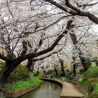 春が来た！2022年の桜～神奈川（登戸・宿河原・溝の口・元住吉）の桜たち♪～