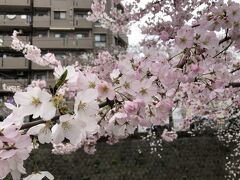 季節の花に逢いに行こう！さくら咲く大岡川☆横浜・弘明寺をぶらり
