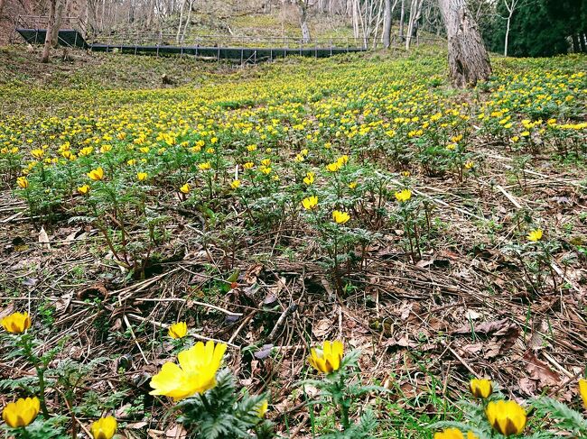 長野市もだんだん春の気配。<br />日々暖かくなってきた3月27日日曜日。<br />長野市南西部の七二会（なにあい）地区の福寿草が満開のニュースを見て、どんなものか見に行ってみました。<br />山の急斜面にたくさんの黄色い花が咲き誇っていました。<br />その後、七二会の笹の葉にくるまれた笹おやきを食べて、信州新町のろうかく湖の湖畔の梅林を散歩し、信州ジンギスカンを買って帰ってきました。<br /><br />春の半日ドライブでした。