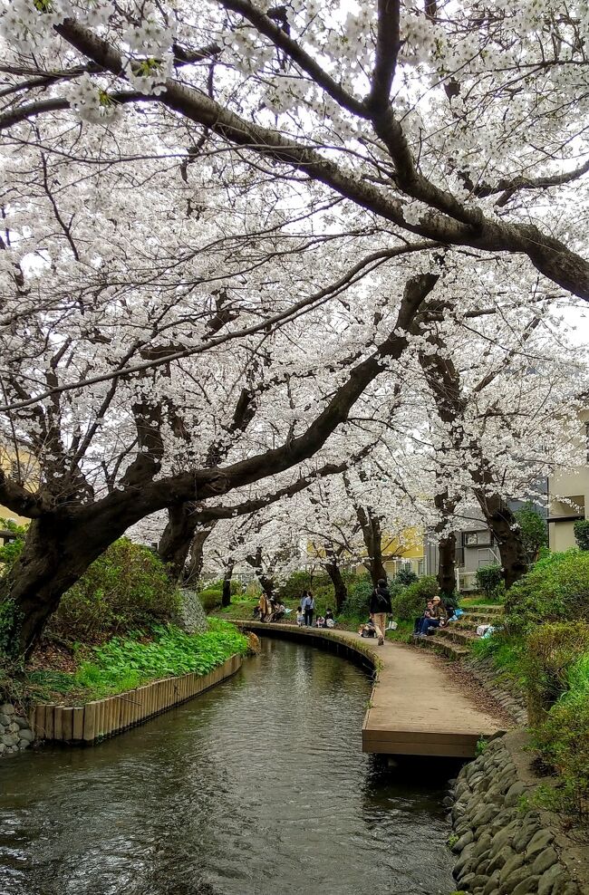 昨年（2021年3月）は金沢でも桜に出会え、地元の桜巡りもできました。<br />旅行記は、<br />金沢→https://4travel.jp/travelogue/11678769#travelogue_groupArea<br />中目黒・神奈川の桜→https://4travel.jp/travelogue/11683696<br />今シーズンは、桜を追いかけた旅、とはちょっとタイミングがずれましたが、卒業旅行で少し早めの桜を拝めました?（旅行記はこれから～＾＾）。そして、満開の今週末は、夫プレゼンツ・地元の桜巡りです★<br />見事な桜スポットがたくさんで、数時間で幸福感たっぷりチャージできました！<br />季節モノなので、色々すっ飛ばして＆サクッとアップします。<br />今年は3月末から4月にかけて、とっても忙しいので、、中目黒は無理かなあ‥？！<br /><br /><br />※息子12歳・娘10歳