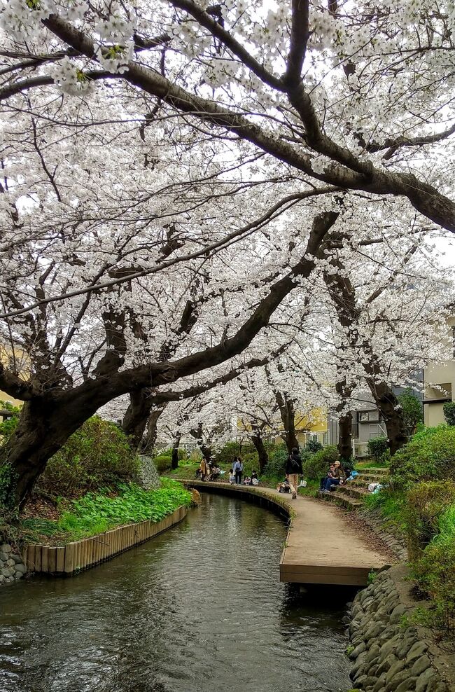 昨年(2021年3月)は金沢でも桜に出会え、地元の桜巡りもできました。<br />旅行記は、<br />金沢→https://4travel.jp/travelogue/11678769#travelogue_groupArea<br />中目黒・神奈川の桜→https://4travel.jp/travelogue/11683696<br />今シーズンは、桜を追いかけた旅、とはちょっとタイミングがずれましたが、卒業旅行で少し早めの桜を拝めました?(旅行記はこれから~^^)。そして、満開の今週末は、夫プレゼンツ・地元の桜巡りです★<br />見事な桜スポットがたくさんで、数時間で幸福感たっぷりチャージできました!<br />季節モノなので、色々すっ飛ばして&サクッとアップします。<br />今年は3月末から4月にかけて、とっても忙しいので、、中目黒は無理かなあ‥?!<br /><br /><br />※息子12歳・娘10歳