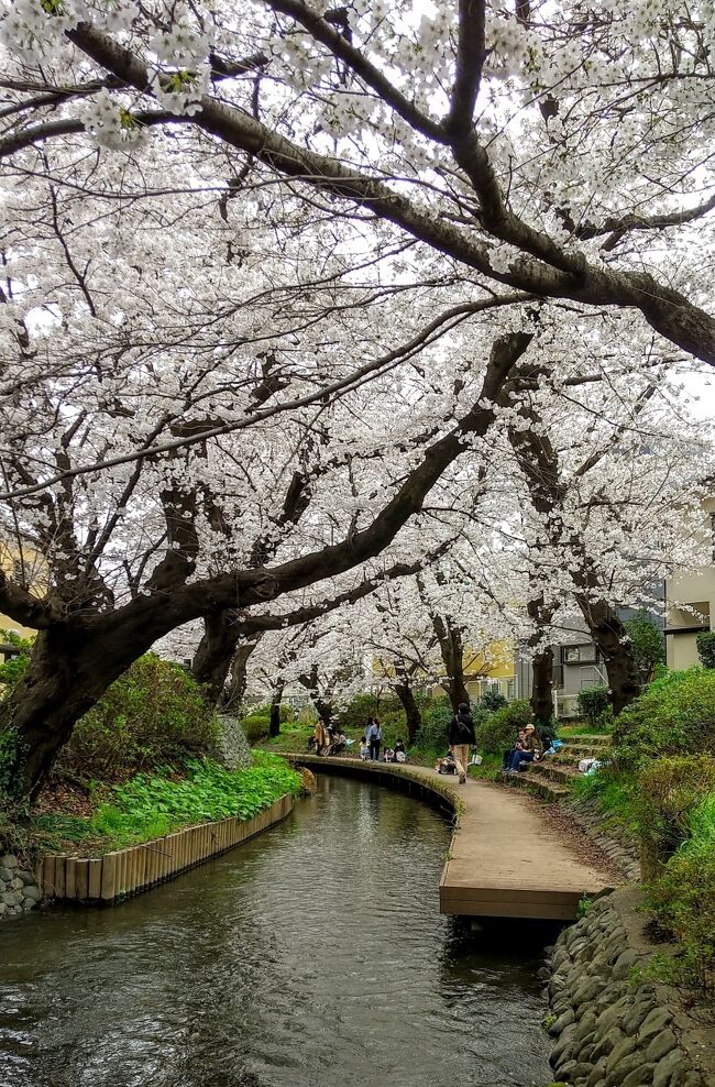 春が来た！2022年の桜～神奈川（登戸・宿河原・溝の口・元住吉）の桜たち♪～