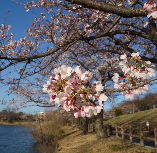 新海池（にいのみいけ）公園のサクラも五分咲きになりました。