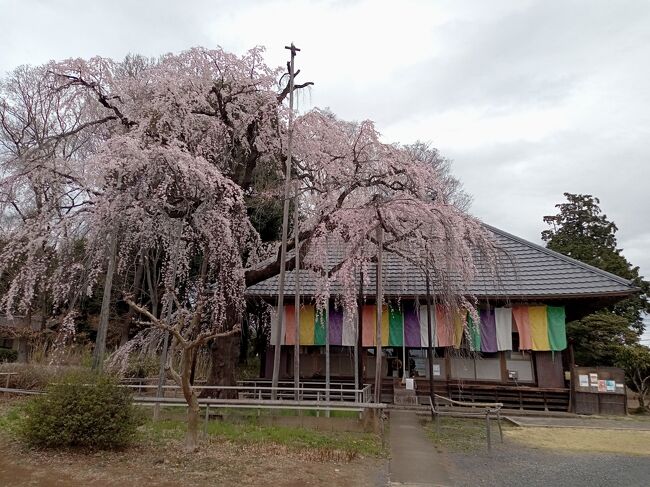 3月末になって東京および首都圏で桜が満開になりました。今年最初の桜巡りは埼玉県の中部坂戸の枝垂れ桜と小江戸川越で寺院内にある桜です。翌週は北西部嵐山とこだまの川沿いに長距離にわたる桜並木、その翌週は県西部の長瀞の桜並木を訪れました。<br />最初の2週目は訪問時はいずれもほぼ満開の状態で、寺院内も川沿いもまるで別世界のような絶景を楽しむことができました。最終週の長瀞は満開のピークを過ぎていましたが、ピンク色の花びらの長距離にわたる桜並木は実に美しかったです。<br /><br />--------------------------------------------------------------------------------<br />スケジュール<br /><br />★3月27日　自宅－（自家用車）慈眼寺－仙波東照宮・喜多院－自宅<br />　4月2日　自宅－（自家用車）都幾川桜堤－こだま千本桜－こだま温泉－自宅<br />　4月10日　自宅－（自家用車）長瀞北桜通り－皆野温泉－自宅