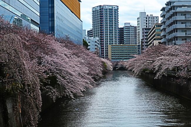 東京も桜が満開となりましたが､週末の土曜日は天気もよろしくなく､この日は試験のため遠くへは行けないので､試験前に会場へ行く途中に桜を観てきました<br /><br />【表紙の写真】目黒川の桜並木