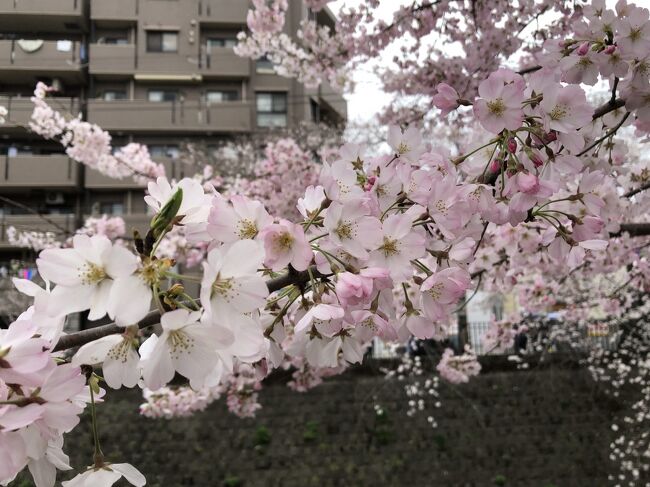 2022年3月27日（日）<br /><br />横浜で用事を済ませた帰り、「弘明寺」で途中下車。大岡川の桜を眺めに行きました。<br /><br />まずはベトナム料理で腹ごしらえ。それから大岡川沿いをぶらぶら。<br /><br />我が家の近くは、まだ六分咲き程度でしたが、大岡川沿いの桜はほぼ満開。<br />コロナ前のように屋台は出ておらず、いわゆる「お花見気分」には　ちと欠けるものの、桜を愛でにたくさんの人がそぞろ歩いていました。<br /><br />駅に向かいがてら、横浜最古の寺「弘明寺」で観音様を参拝。<br /><br />今年初めての花見を楽しみました！<br />