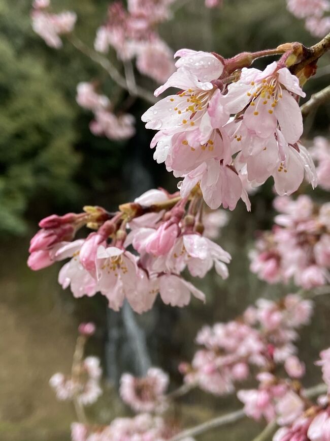 どこかにマイル第二弾は桜を求めて宮崎、宇部山口、松山、徳島の中から徳島に決定。今回はレンタカーで淡路島一周の予定を立てたものの当日の徳島は春の嵐。強風のため大鳴門橋は通行止めで淡路島に渡ることが出来ず、高松へうどんを食べに行くドライブへ変更。最終便まで時間はたっぷり、気になったお店に寄り道しながら、最後はとびきりの虹に出会えた徳島??高松旅。