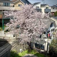 完全帰国後の日本を、興味津々で...気になるものを探して見たり...【街歩きと地震と非常食 他／横浜市】