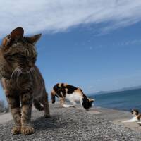 猫が気持ちよく過ごす佐柳島（さなぎじま）への旅♪