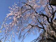 二条～御所御苑へ　桜を見に行く①