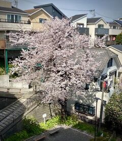 完全帰国後の日本を、興味津々で...気になるものを探して見たり...【街歩きと地震と非常食 他／横浜市】