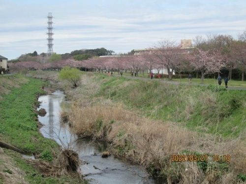 柏市の大堀川・リバーサイドパーク（高田）・桜見頃・2022年3月末
