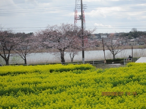 菜の花畑は湖畔道路「手賀沼ふれあいライン」脇の休耕田を活用した約５千平方メートル。２０年ほど前に地元農家が景観対策を兼ねて栽培を始め、市の支援もあって「湖畔の黄色いじゅうたん」と人気を集めるようになった。今年の菜の花畑は２枚のみで狭くなってしまいました。桜の木は太く成り、花が沢山咲いていますが菜の花は湖畔一面に黄色い絨毯では無くなり残念です。