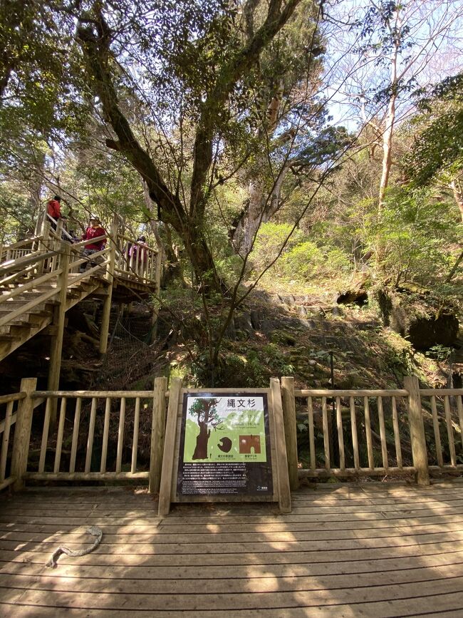 世界遺産の島、屋久島。2回目の来島。<br />今回は、ヤクスギランド、縄文杉メインでした。<br />膝の手術歴あり、喘息、アレルギー体質、運動嫌いな更年期のアラフィフ、歩き方を教えてくれたガイドさんのおかげでなんとかクリアできました。<br />最終日、警戒レベルの雨で予定していた飛行機が飛ばず。<br />キャンセル待ちで、なんとか伊丹経由で帰ってこれました。こんなハラハラした1人旅は初めてでした。