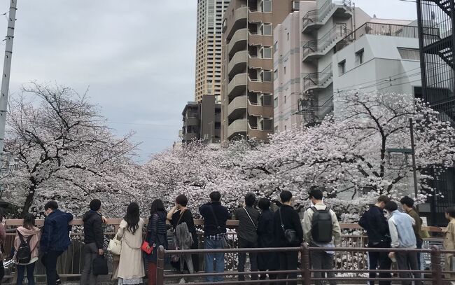 ここのところ気温も上がり<br />いよいよ桜も満開近くになってきた<br />今年はバタバタ忙しく<br />桜も出遅れ気味<br /><br />マブが新しい店をオープンさせ<br />見に行こうで池尻大橋に<br />よくよく考えたら目黒川沿い<br />なら、池尻から中目黒まで<br />目黒川桜歩き<br />しかないじゃんと<br /><br />池尻大橋から中目黒まで<br />大賑わいの目黒川を<br />歩きましょうの夕方備忘録<br />今週末までが見頃ですね