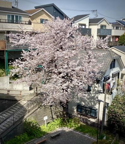 22年ぶりに日本へ戻って、3ヶ月...<br /><br />なんだか、いろいろな手続きを済ましているうちに、あっという間に過ぎた2ヶ月...<br /><br />まあ「まだ2ヶ月かい...もう半年以上経ったんではないんかい?」という時間感覚...<br /><br />(オミクロン)コロナが相変わらず酷そーなんで、あんまり人での多い場所に遠出する事も無く、近所をウロウロしながら、そろそろ春陽気の日本生活を肌で感じている今日この頃...<br /><br />久しぶりの日本は、私にとっては(まだ旅行気分が抜けず)何をとっても興味津々で、まだ楽し...(まあ、通常の日本人とは感覚が違うかもだけど...苦笑)<br /><br />友人によると、それは(長期海外赴任者が日本に戻った時に必ず陥る)「帰国ハイ」なんだとか...<br /><br />短い人で6ヶ月、長い人で1年経つとすぐ飽きる...とか...笑)<br /><br />下記は単なる散歩記/雑記...です~