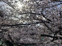 真間川と海老川の桜