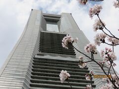 咲いた～咲いた～大岡川沿いの桜　本日満開宣言にぶらぶら