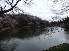 鶴見の県立三っ池公園のさくら