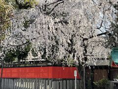 京都で花見①車折神社