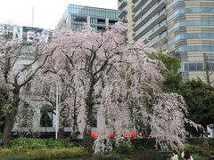 中華街でランチと桜咲く横浜散策（元町公園、港の見える丘公園、山下公園他）2022年3月