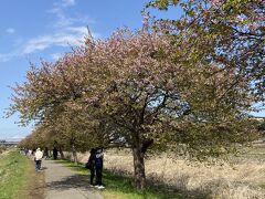 八千代市の河津桜 ♪ 新川千本桜を観てきました。満開　のはずが(涙)