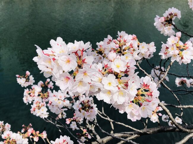 ご近所散歩　その4 桜の季節