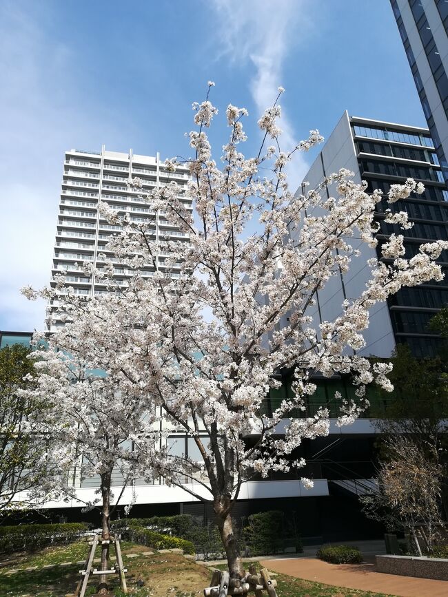 横浜みなとみらい　桜散歩　<br /><br />天気も良く、東京の桜は満開だとテレビで言っている。<br />横浜の桜も満開に近いという事で、病院の帰りに桜散歩をする。<br /><br />3回目のコロナワクチンの接種も終了し、2週間以上経って抗体も十分。<br />久々に横浜みなとみらいを30分程お花見散歩してきました。<br /><br />＊スマホで撮影した写真で旅行記を作成しました。