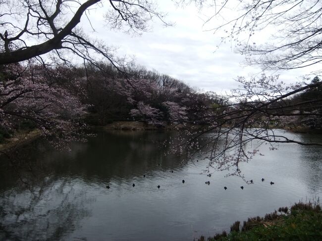 自宅から徒歩で20分位で県立三ツ池公園似つきます、入園は無料ですが駐車は有料になります(1日の駐車料金です)、可能であれば公共交通機関のバスでの来場がよろしいかと思います、この公園は桜の季節が一番来園者が多いですね、お子様からお年寄りまで来園されております、桜に種類も多く池の淵の桜は見事です。<br />色々見る場所があります、飲み物や食べ物は持参したほうが良いと思います。