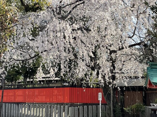 桜の時期の京都に行ってきました。<br />まだソメイヨシノには早かったのですが<br />車折神社はもう満開ときいて、足を延ばしてみました。<br /><br />2022-12
