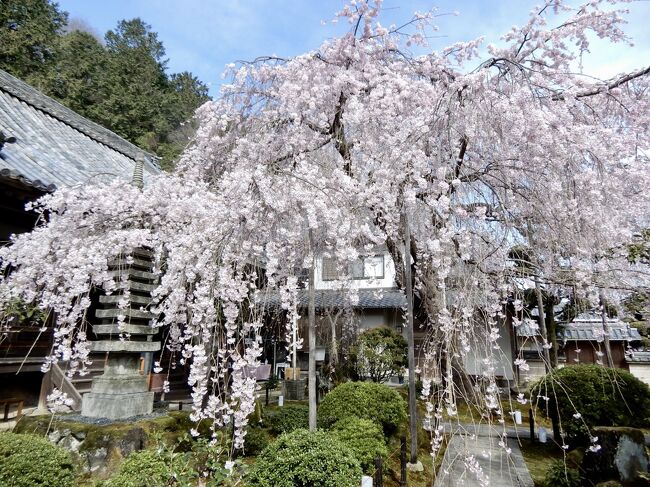 境内いっぱいに枝を垂らすしだれ桜<br />私のお気に入り、奈良のお寺さん専称寺です<br /><br />『小さなお寺にある大きなしだれ桜』<br /><br />さくら並木もいいけど<br />1本の桜の木とじっくり向き合いたい時はいつも専称寺に行きます<br /><br />桜ほど天気に敏感なのはないでしょうね<br />お天気と開花状況とそしてお休みの日をマッチングさせるのは運次第<br />ある意味、休日申請の予想はちょっとした賭け事(笑)だね<br /><br />お花の咲く春は、いっぱいお休みが欲しいな<br />週2日の休みだけでは足らないぐらい<br />行きたい所がたくさんあって困る<br /><br />これって贅沢な悩みなんだけどね<br />一昨年、昨年はコロナのせいで1年間の仕事が全部キャンセルされたり<br />コロナ禍の状況に合わせながら再開したり、また消滅したりと<br />雇い止めが続き大変だった事を思えば<br />お仕事あるって事は、やっぱり良き事<br /><br />感謝の気持ちを忘れないで休日を楽しんできました<br /><br /><br /><br />