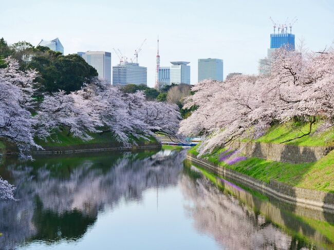 2022年桜開花状況&#9825;千鳥ヶ淵緑道