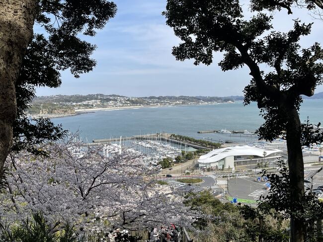 お越しいただきありがとうございます！<br /><br /><br />初めてがたくさんあった、江の島、鎌倉旅、まずは先に桜ダイジェスト版、お届けします。「少しは咲いているかな」と思っていた桜ですがまさに満開のタイミングで行くことができました。（旅行記はまた改めて）<br />（梅の便りの旅行記より先に桜の便りになってしまいました(^^;）<br /><br />今回の旅のお連れは若いお嬢さん。<br />https://4travel.jp/travelogue/11541865<br />https://4travel.jp/travelogue/11543172<br />（出雲から門司までの旅行記）<br />この時に一緒に行ってました。<br /><br />今回は私の知らない江の島、鎌倉を知った新鮮で新しい旅でした。
