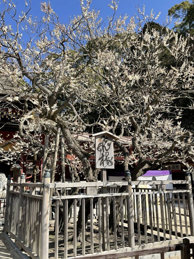 大宰府天満宮に行きたいと思っておりました。<br />京都の北野天満宮はよく行くのですが、大宰府には行ったことがなかったんです。<br />ブラタモリでの放送もあって、行きたい気持ちがよみがえって?いたときにピーチのセールがやってきました!(笑)<br />ということで、ピーチで行っちゃいました!<br />柳川の鰻の蒸籠蒸しも気になっていたので、併せて行ってきました。