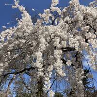 咲き始めの京都の桜　その１　京都御苑・哲学の道・霊鑑寺、ホテルはダーワ悠洛京都