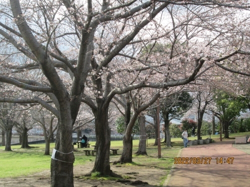 柏市の北柏ふるさと公園・桜満開・2022年