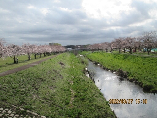 北千葉導水路は、利根川と江戸川を結ぶ水路（流況調整河川）です。手賀沼の浄化にも役立っています。大堀川沿いに北千葉導水路が埋められています。この時大堀川も改修して遊歩道と公園が出来ました。この公園に市民の個人寄付で桜が植えられました。大堀川の桜の種類は「染井吉野」ですが一部に寒緋桜と八重桜が植えられています。大堀川リバーサイドパークが正式名称です。この頃の暖かい陽気で「染井吉野」が満開となりました。大堀川リバーサイドパークには白鳥もお花見に来ています。前年対岸の遊歩道も舗装工事が完了しました。三密に成らずに済みます。