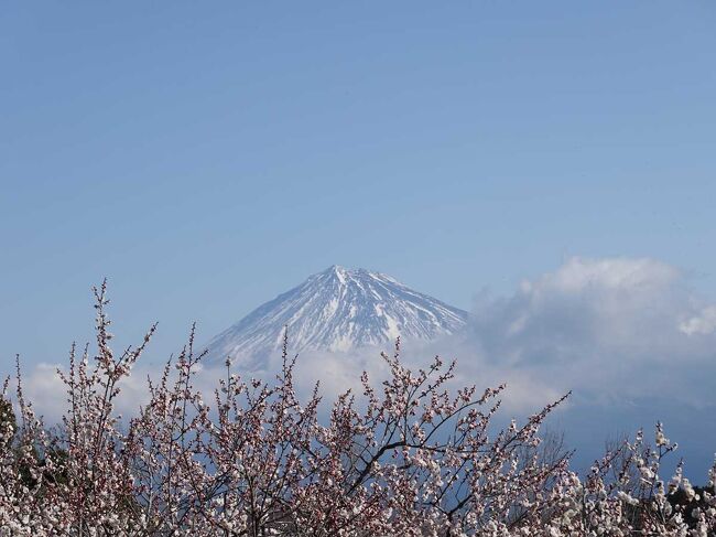 自転車で岩本山公園に行き、咲き始めた梅の花を見て来ました。<br /><br />★富士市役所のHPです。<br />https://www.city.fuji.shizuoka.jp/