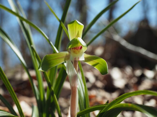 3月下旬になると木々の芽吹きが始まり、山では春の花も咲き始めました。この時期に咲く花のリストの中で目に留まったのが「シュンラン」。そう言えばまだ見た事が無かったなあ。よし春蘭が咲く山に登ってみよう。と言っても思い浮かぶ山はなく、見つけたのが上野原市にある能岳と八重山。以前坪山に登った際に観光協会で周辺の登山マップを頂いたので名前は知っていましたが、シュンランが咲くとは知りませんでした。標高も500ｍほどで運動不足の今にはちょうどいい。という事で平日休みに一人で登ってみました。<br /><br />今回のコース　　新井バス停 ～ 虎丸山 ～ 能岳 ～ 八重山 ～ 八重山展望台 ～ 大堀バス停<br /><br />　