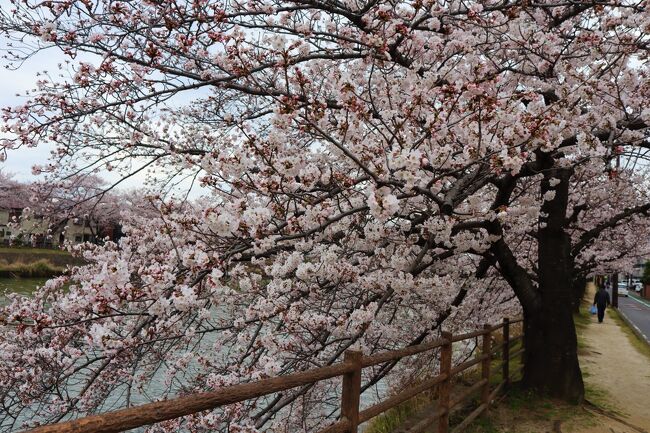 ３月２５日（金）には、あまり咲いていなかった桜の花も、２７日（日）は、かなり咲いていました。うかうかしてはいられません。桜の花を求めての散策です。<br />綾瀬川沿いの桜と谷古田用水沿いの桜を見に行きました。<br />槐戸橋から松並木を通り、百代橋の所の交差点を左折し、谷古田用水へ。谷古田用水に沿って歩き、槐戸橋に戻ってきました。最後に、新田駅周辺の区画整理事業の様子を撮影しました。<br />