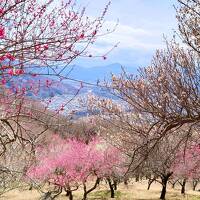 2022年3月　秩父・長瀞旅行②♪宝登山の梅百花園でお花見♪最終日も温泉とご当地グルメ♪